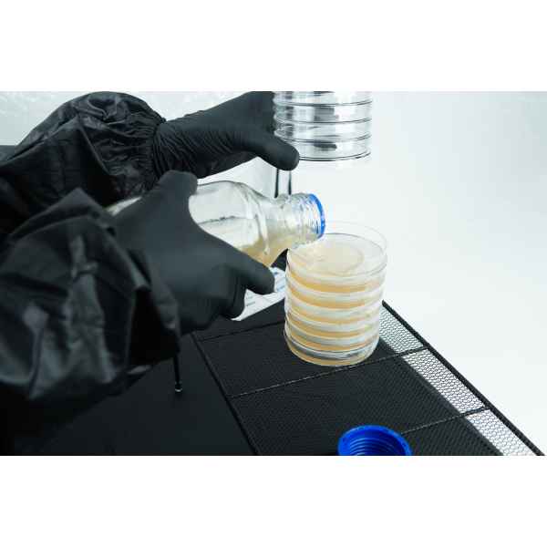 Person in black gloves pours liquid into stacked petri dishes on a lab bench.