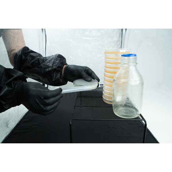 Person in black gloves handling petri dishes next to a glass jar in a sterile laboratory environment.