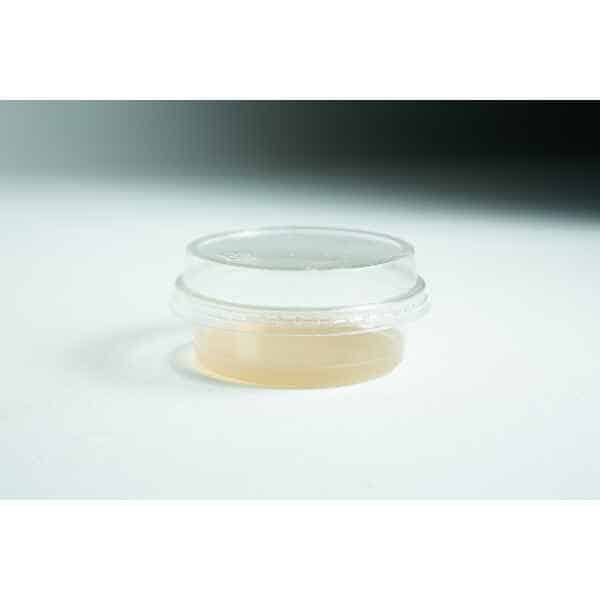 A small, clear Biodegradable Agar Cup | MEA | MEAG with a lid, containing light beige liquid (MEA), sits on a white surface.