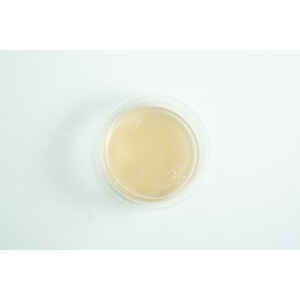 Biodegradable Agar Cups (MEA | MEAG) filled with light brown liquid, shown from above on a white background.