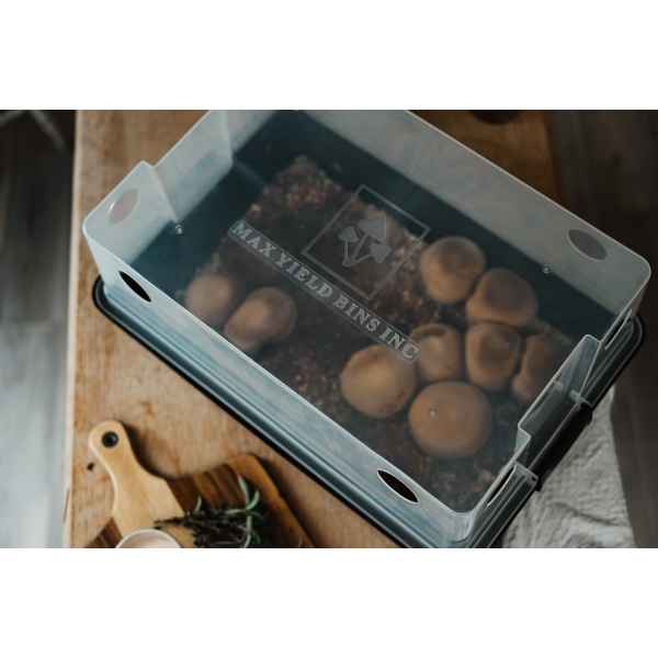 A clear plastic box labelled MAX YIELD BINS INC holds growing mushrooms on a wooden table.
