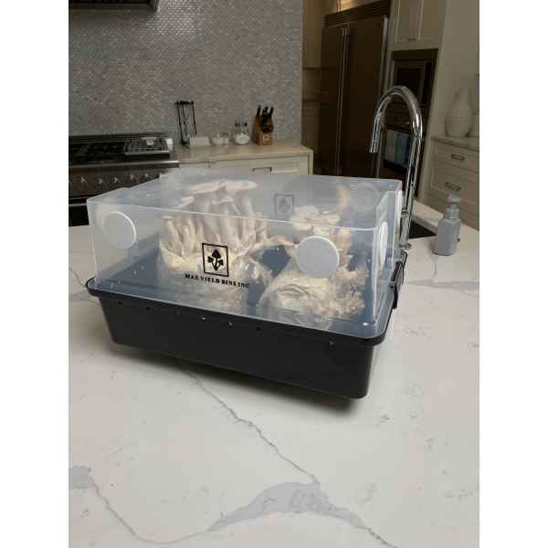 A monotub kit for growing mushrooms—Max Yield Bins, filled with mushrooms, sits on a white kitchen worktop near a sink.