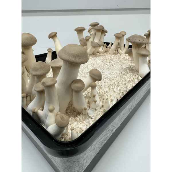 King oyster mushrooms growing in clusters inside a Max Yield Bins monotub kit, a black rectangular container filled with substrate for mushroom cultivation.