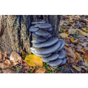 Grey oyster mushrooms growing on a tree trunk, surrounded by fallen autumn leaves on the ground.