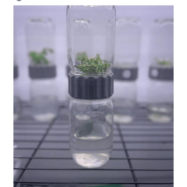 Small green plantlets in a Plant Cell Biocoupler™ Glass Set (454ml, 340ml, 227ml) with black lids, displayed on a metal rack in a laboratory setting.
