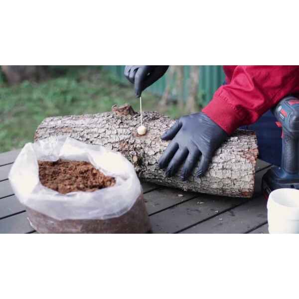 A person in black gloves inserts a mushroom spore into a log on an outdoor table, using quality mushroom growing supplies from Mushroom Supplies Australia.