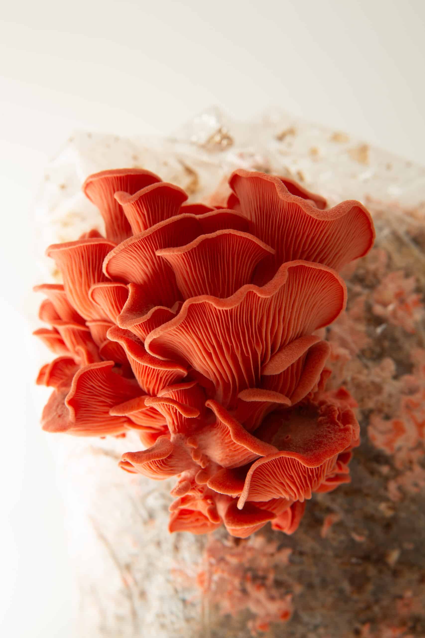 Colonized Mushroom Culture On Agar Plate | Pink Oyster | Pleurotus djamor 4 Bright pink clusters of Pink Oyster (Pleurotus djamour) mushrooms grow from the 3kg Mushroom Grow Kit—Spray and Grow—against a white background.