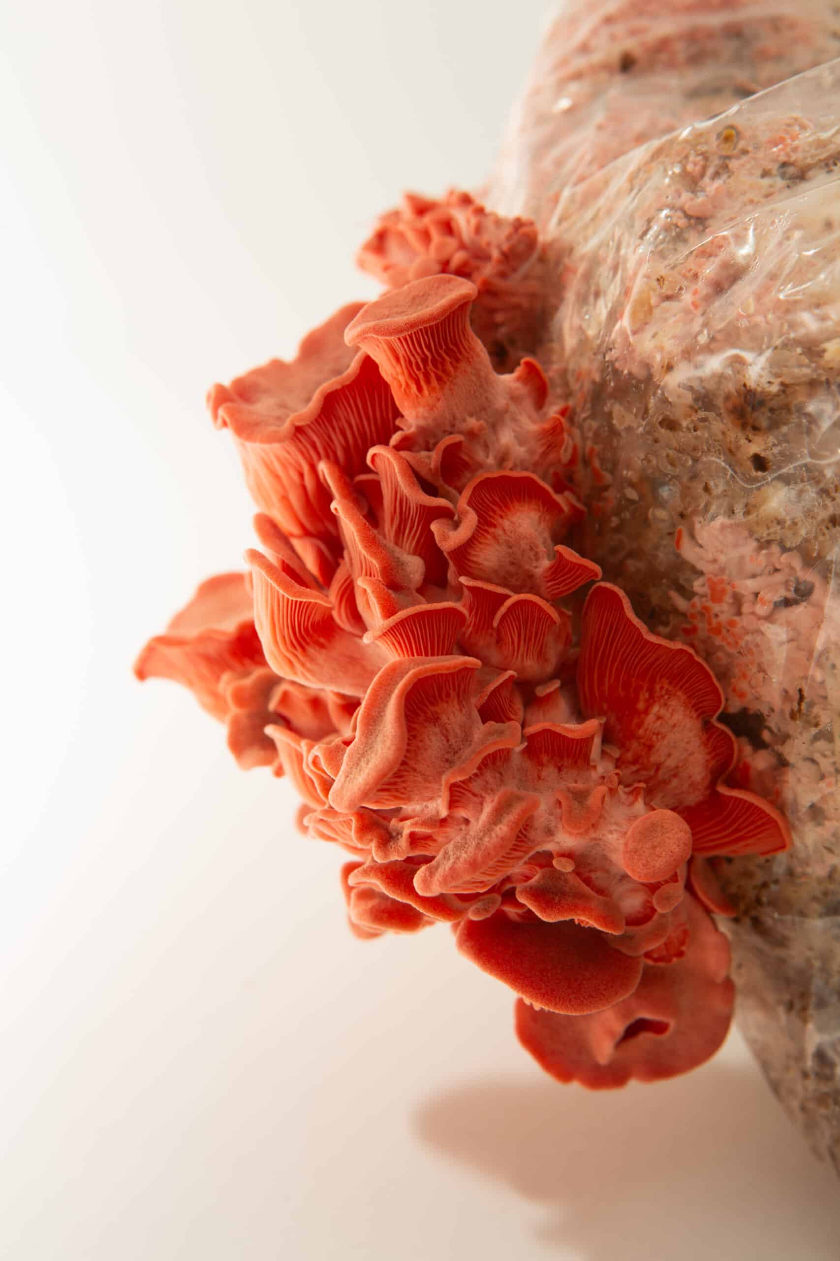 Colonized Mushroom Culture On Agar Plate | Pink Oyster | Pleurotus djamor 3 Pink Oyster (Pleurotus djamour) mushrooms from the 3kg Spray and Grow Mushroom Growing Kit emerge from a plastic-wrapped substrate block, set against a white background.