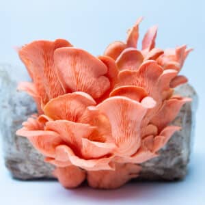 Pink Oyster mushrooms (Pleurotus djamor) thrive on a log, showcased against a light blue background, grown using the Pink Oyster | Pleurotus djamor | Mushroom Grow Kit - Spray and Grow - 3kg.