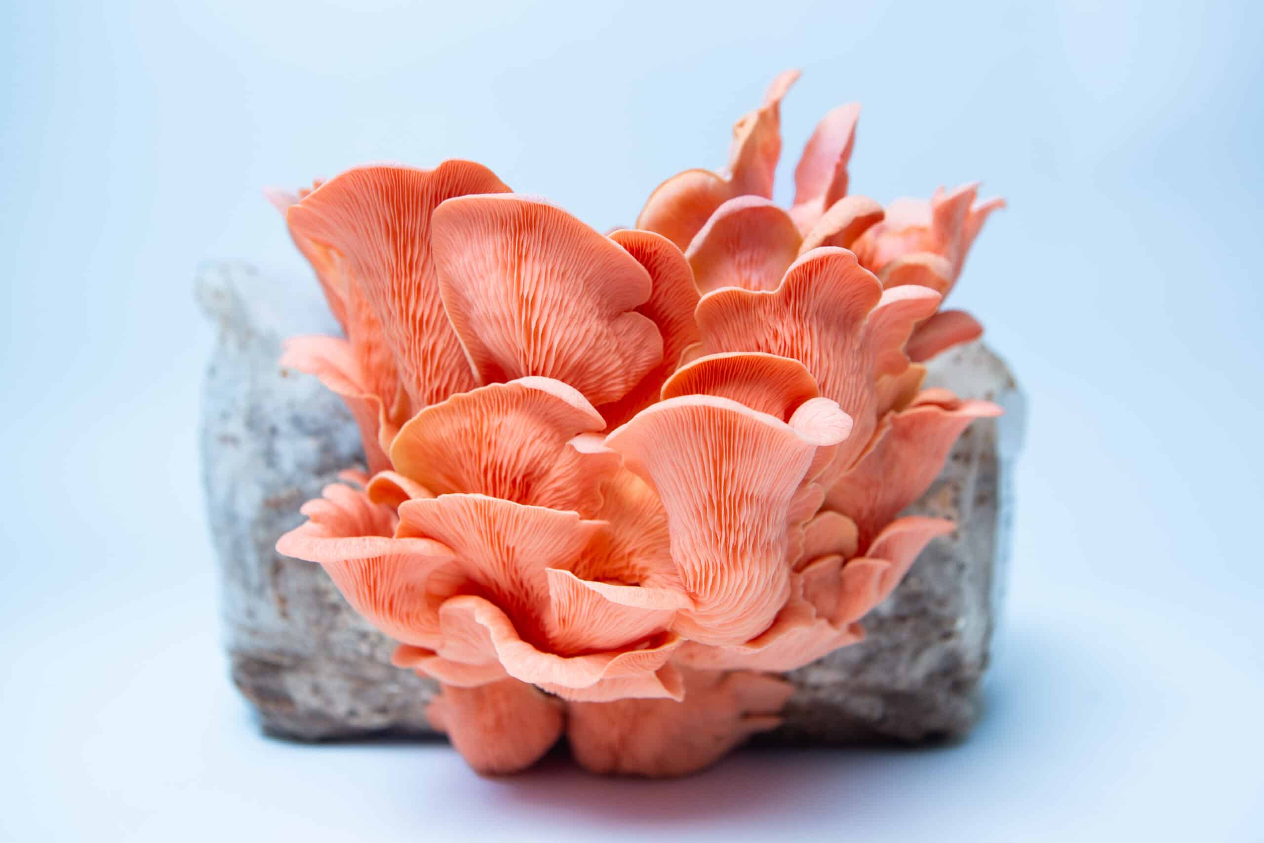 Colonized Mushroom Culture On Agar Plate | Pink Oyster | Pleurotus djamor 2 Pink Oyster mushrooms (Pleurotus djamor) thrive on a log, showcased against a light blue background, grown using the Pink Oyster | Pleurotus djamor | Mushroom Grow Kit - Spray and Grow - 3kg.
