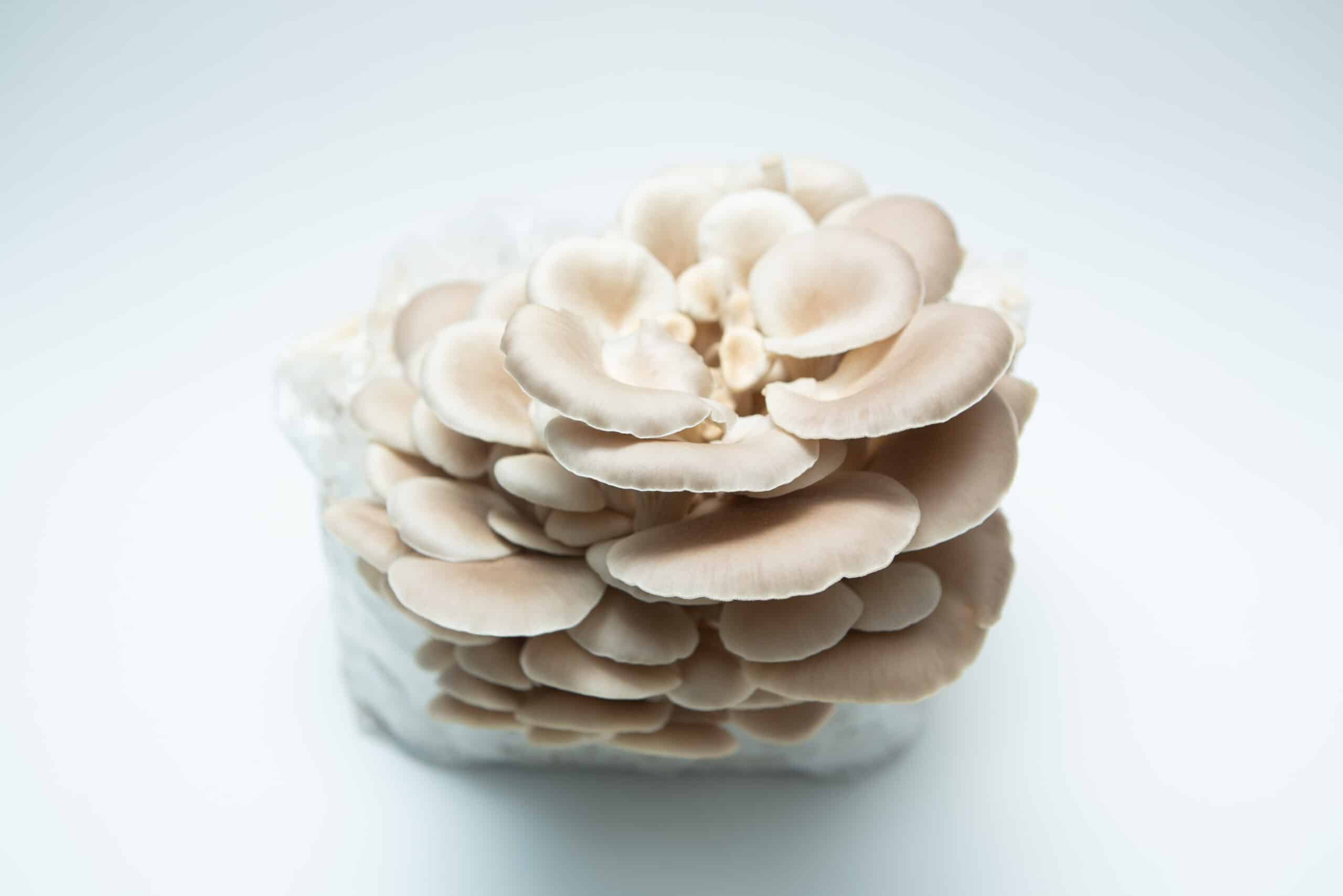 Tan Oyster | Pleurotus ostreatus | Mushroom Grow Kit- Spray and Grow - 3kg 1 A cluster of Tan Oyster (Pleurotus ostreatus) mushrooms from the 3kg Mushroom Grow Kit - Spray and Grow is seen growing from its white substrate against a plain white background.