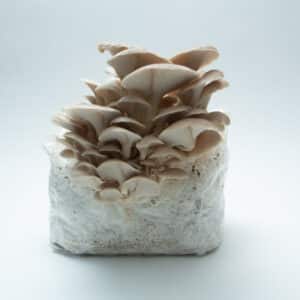 Tan Oyster (Pleurotus ostreatus) mushrooms emerging from the 3kg Mushroom Grow Kit—Spray and Grow—showcasing the ease and beauty of home mushroom cultivation.