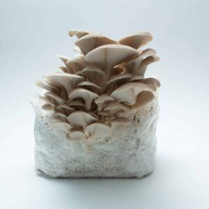 Tan Oyster (Pleurotus ostreatus) mushrooms emerging from the 3kg Mushroom Grow Kit—Spray and Grow—showcasing the ease and beauty of home mushroom cultivation.
