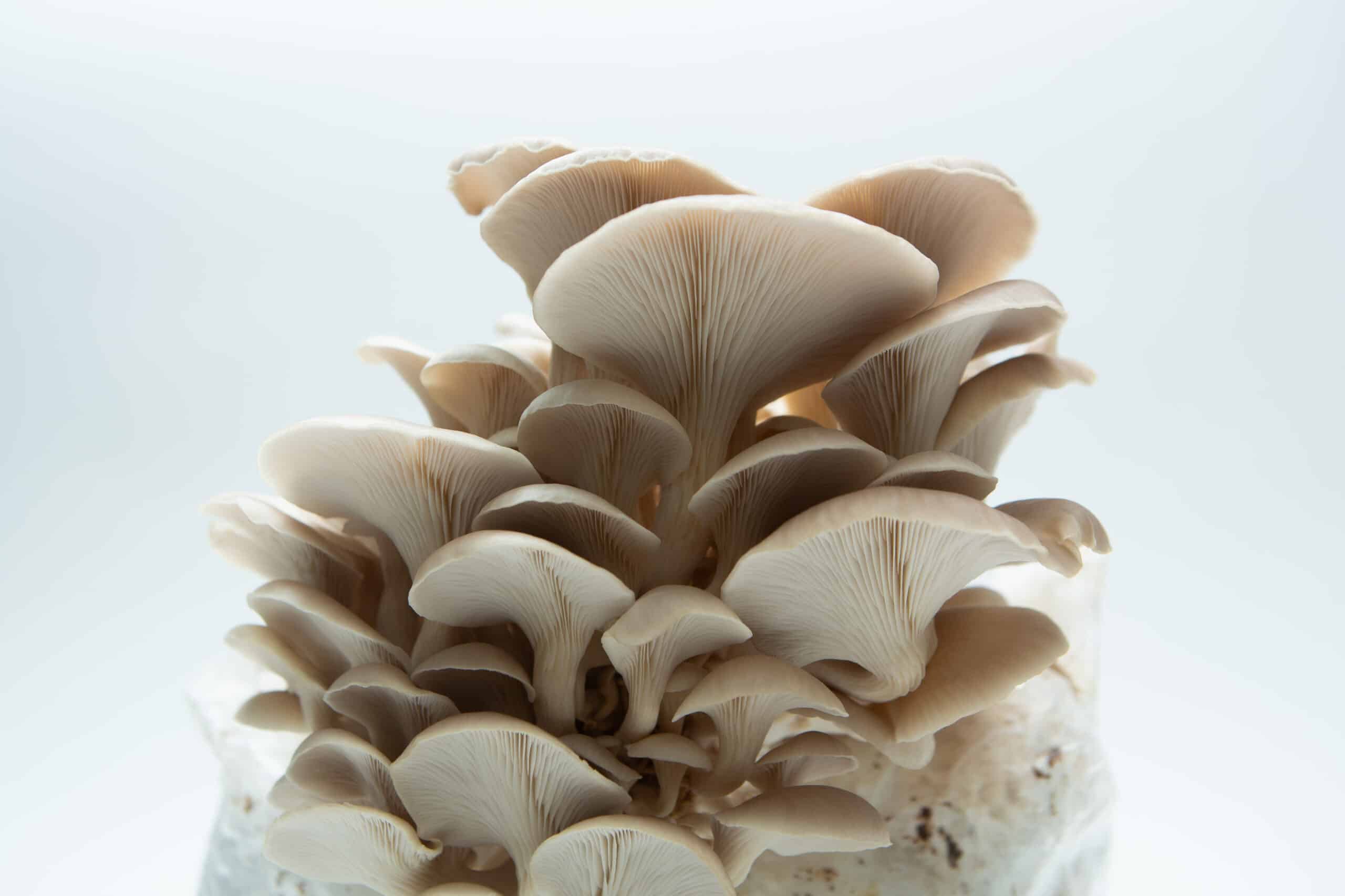 Tan Oyster | Pleurotus ostreatus | Mushroom Grow Kit- Spray and Grow - 3kg 4 Close-up of Tan Oyster (Pleurotus ostreatus) mushrooms growing in a cluster, featured with the Mushroom Grow Kit - Spray and Grow, 3kg.
