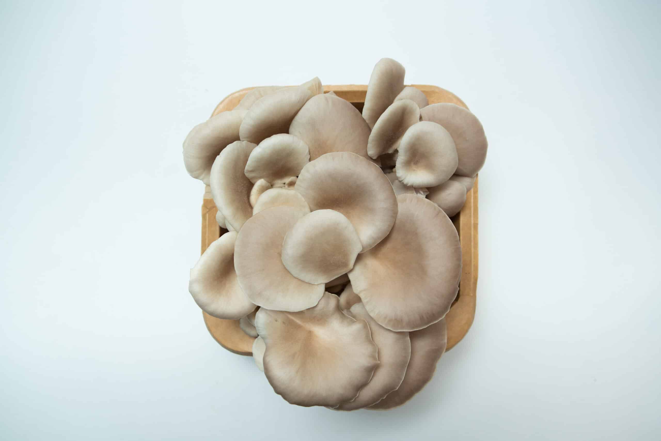 Tan Oyster | Pleurotus ostreatus | Mushroom Grow Kit- Spray and Grow - 3kg 3 A 3kg Tan Oyster (Pleurotus ostreatus) Mushroom Growing Kit - Spray and Grow, viewed from above on a white background.