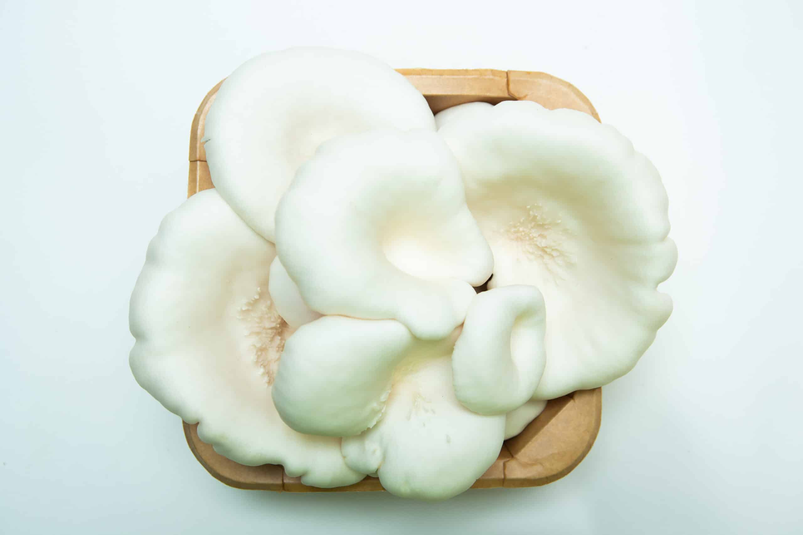 Snow White Oyster | Pleurotus ostreatus | Mushroom Fruiting Blocks - 3kg ( Wholesale for Farms) 3 A basket featuring the Snow White Oyster | Pleurotus ostreatus | Mushroom Grow Kit– Spray and Grow is displayed on a white background.