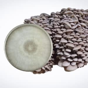 A cluster of Princess of Pearl Oyster (Pleurotus ostreatus) from our Mushroom Fruiting Blocks – 3kg sits beside a petri dish showing white fungal growth.