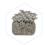 Illustration of oyster mushrooms growing from a rectangular block of substrate, outlined by a hexagon—a nod to quality mushroom farming equipment.