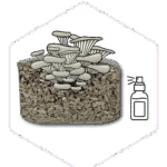 Illustration of mushrooms growing from a substrate block next to a spray bottle icon, perfect for highlighting essential mushroom farming supplies.
