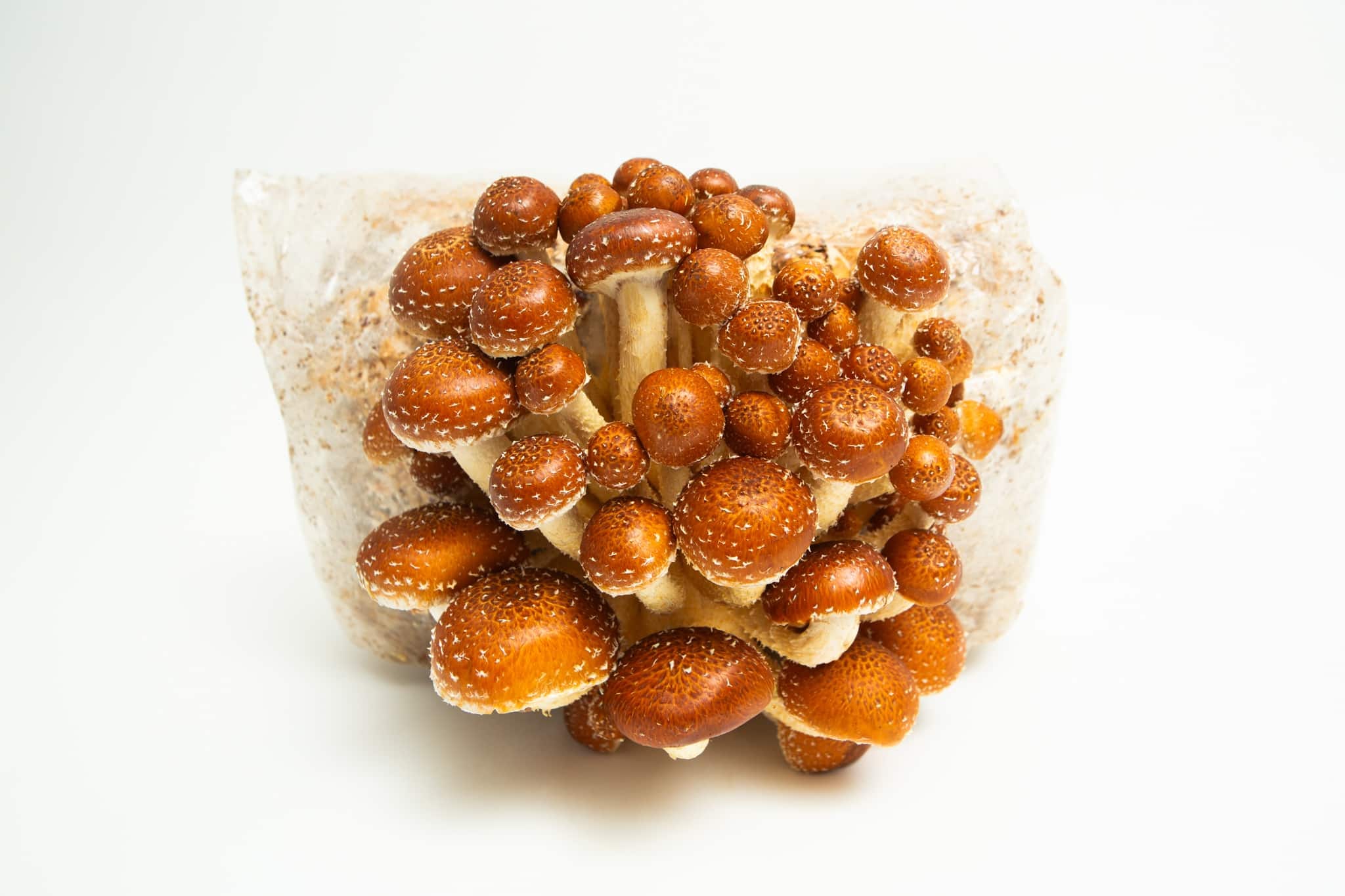Chestnut | Pholiota adiposa | Mushroom Fruiting Blocks - 3kg ( Wholesale for Farms) 1 A cluster of brown and white Chestnut (Pholiota adiposa) mushrooms grows from 3kg Mushroom Fruiting Blocks—available wholesale for farms—against a white background.