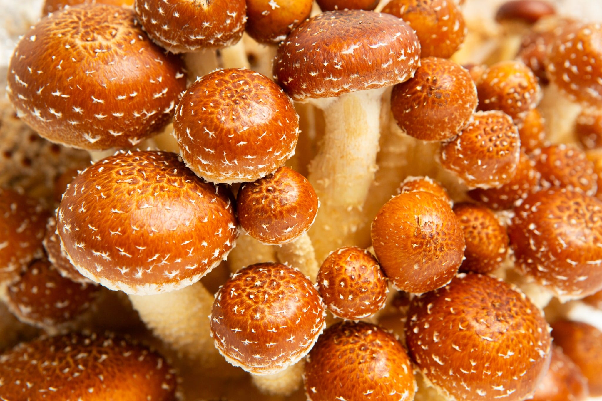 Log Dowel Mushroom Plug Spawn | Chestnut | Pholiota adiposa 5 Close-up of brown, round Chestnut (Pholiota adiposa) mushrooms with speckled caps, grown on 3kg Mushroom Fruiting Blocks—ideal for farm wholesale.