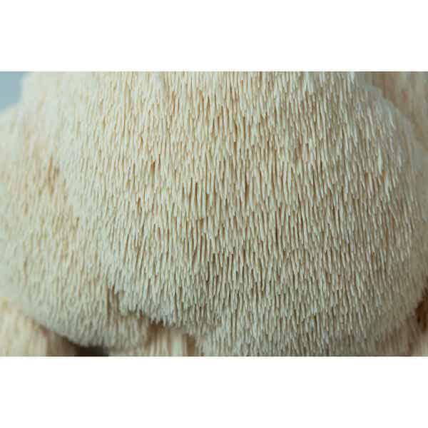 Close-up of shaggy, cream spines of a Lion’s Mane mushroom (Hericium erinaceus), grown at home with the Lion’s Mane Claw Heat Tolerant Mushroom Grow Kit – Spray and Grow – 3kg.