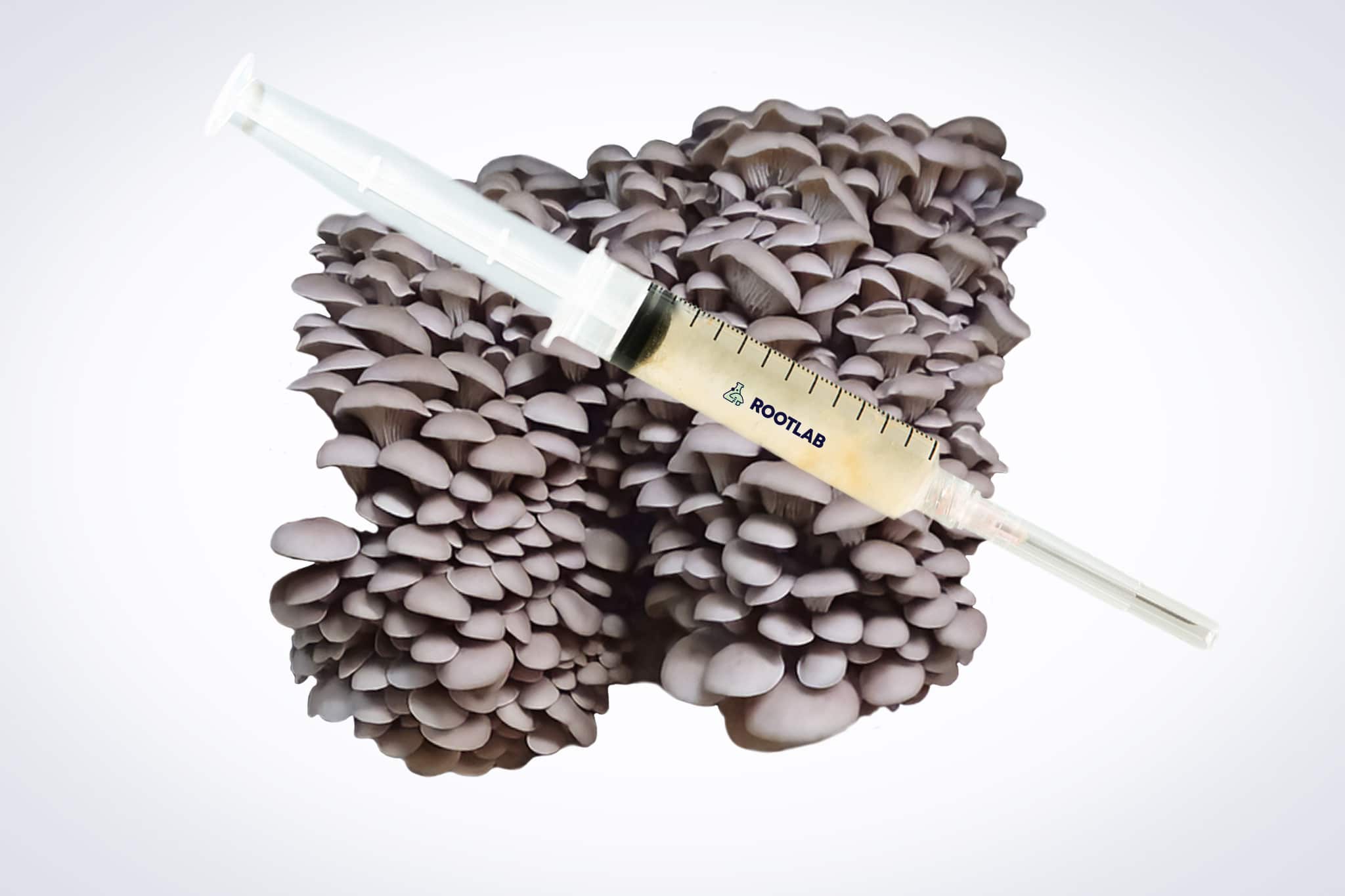 Mushroom Liquid Culture | Princess of Pearl Oyster | Pleurotus ostreatus | Professional 1 A syringe with liquid sits on Princess of Pearl Oyster (Pleurotus ostreatus) mushrooms, illustrating our 3kg Mushroom Fruiting Blocks—ideal for farms seeking wholesale cultivation solutions.