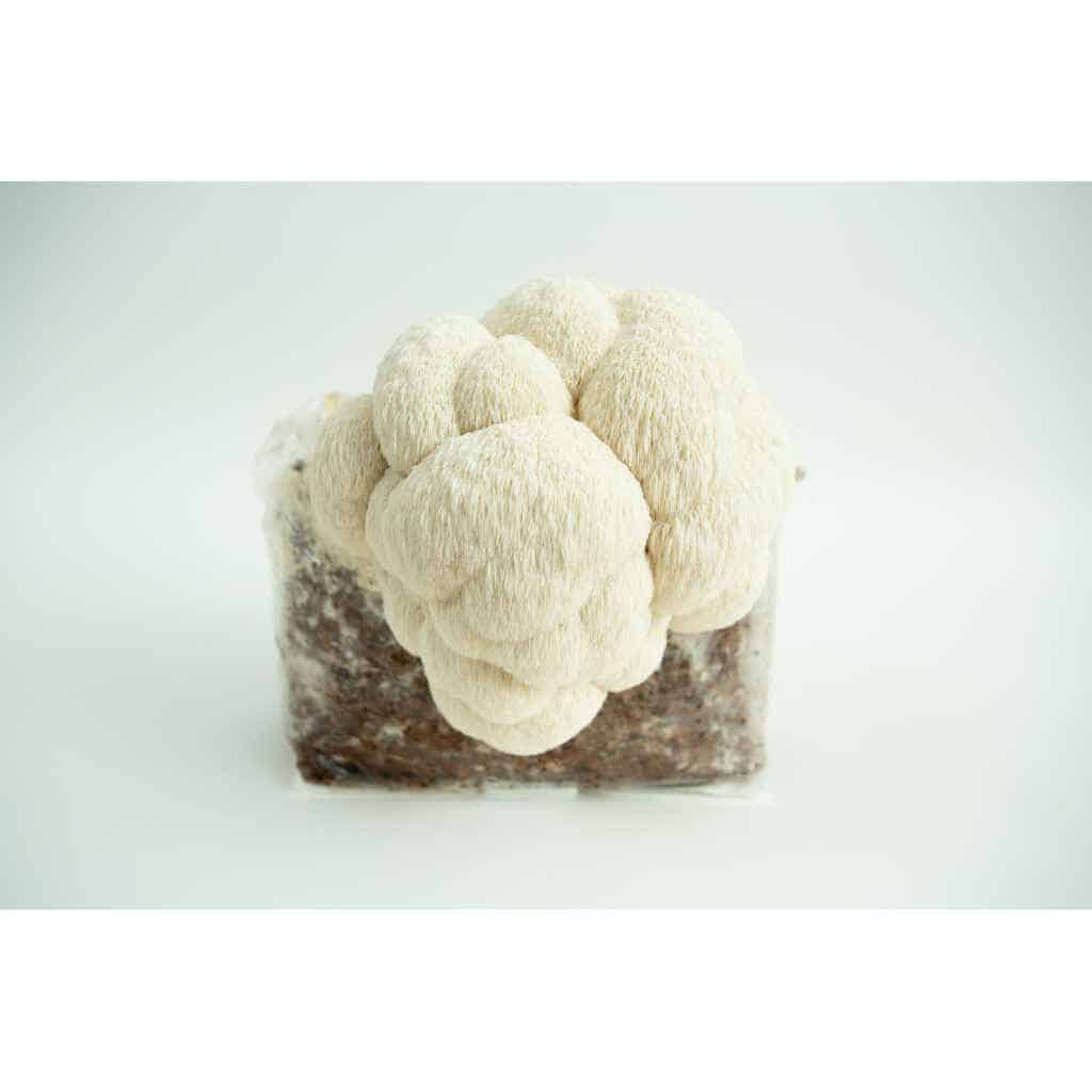 A Lion’s Mane Pride 3kg mushroom fruiting block (Hericium erinaceus, wholesale for farms) with Lion’s Mane mushrooms growing against a white background.