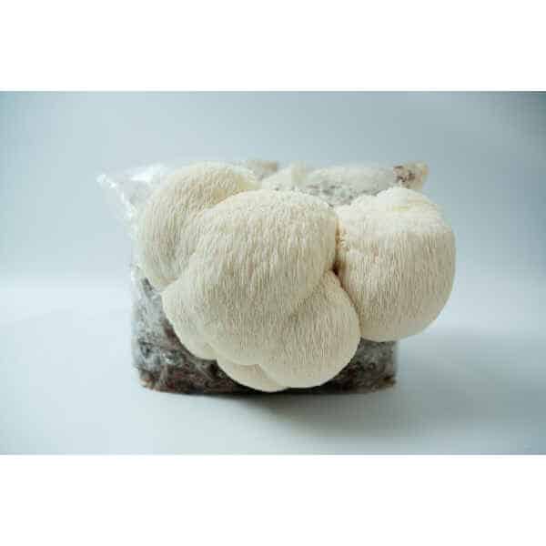 A cluster of white Lion’s Mane mushrooms (Hericium erinaceus) grows from the Lion’s Mane Claw Heat Tolerant Mushroom Grow Kit – Spray and Grow, 3kg, inside a plastic bag with a blurred background.