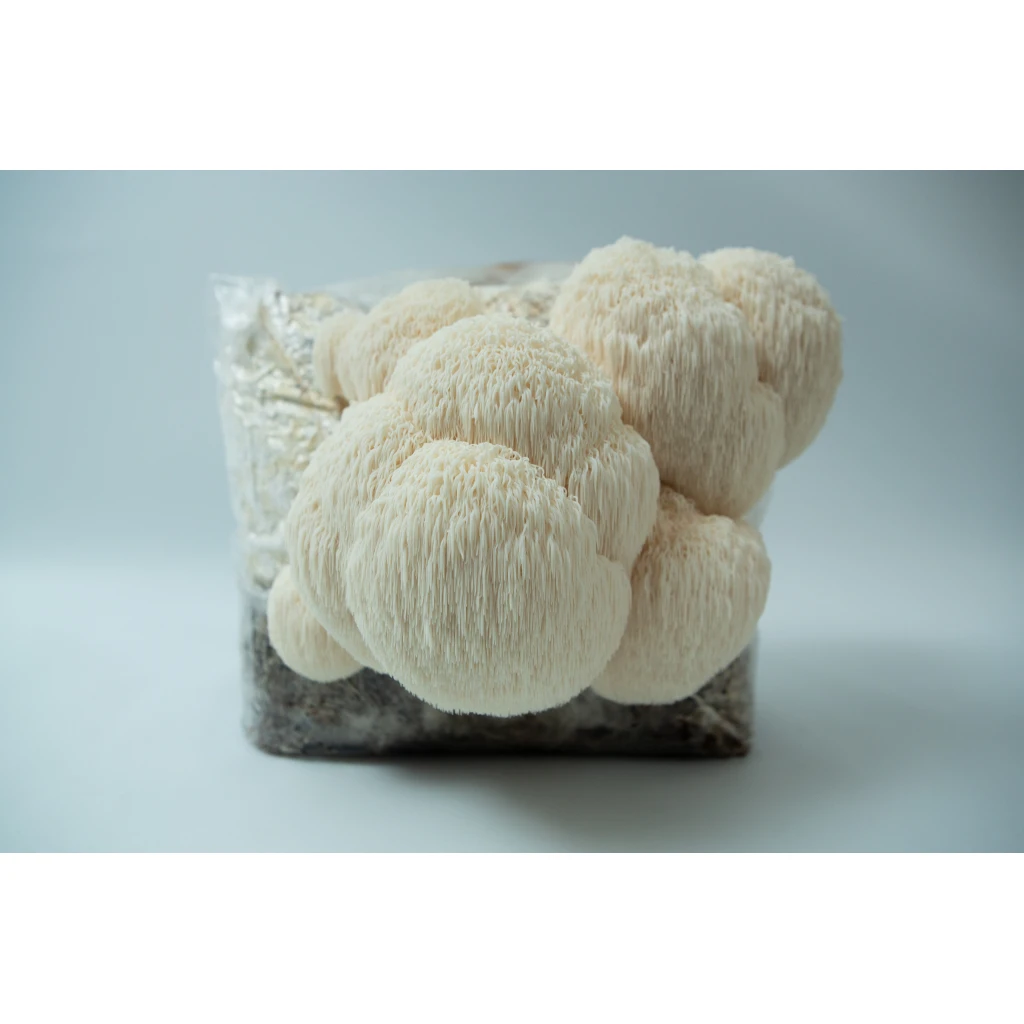 Mushroom Grow Kits - The Ultimate Gift Guide 1 Lion’s Mane Claw Heat Tolerant (Hericium erinaceus) mushrooms growing from a 3kg Spray and Grow Mushroom Grow Kit substrate bag against a plain white background.