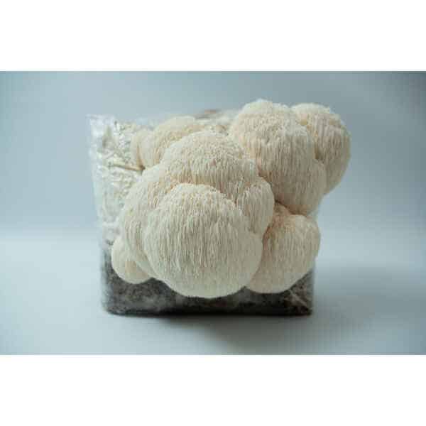 Lion’s Mane Claw Heat Tolerant (Hericium erinaceus) mushrooms growing from a 3kg Spray and Grow Mushroom Grow Kit substrate bag against a plain white background.
