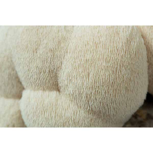 Close-up of the Lion’s Mane Claw Heat Tolerant (Hericium erinaceus) shows its dense, white spines—perfect for home cultivation with the 3kg Mushroom Grow Kit: Spray and Grow.