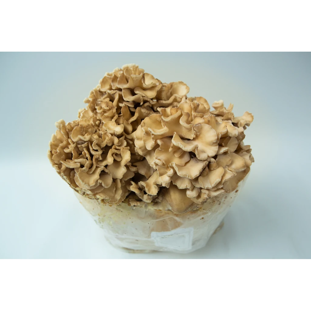 Mushroom Grow Kits - The Ultimate Gift Guide 2 Cluster of light brown, ruffled mushrooms growing from a white substrate, cultivated using the Lion’s Mane Claw Heat Tolerant | Hericium erinaceus | Mushroom Grow Kit - Spray and Grow - 3kg.