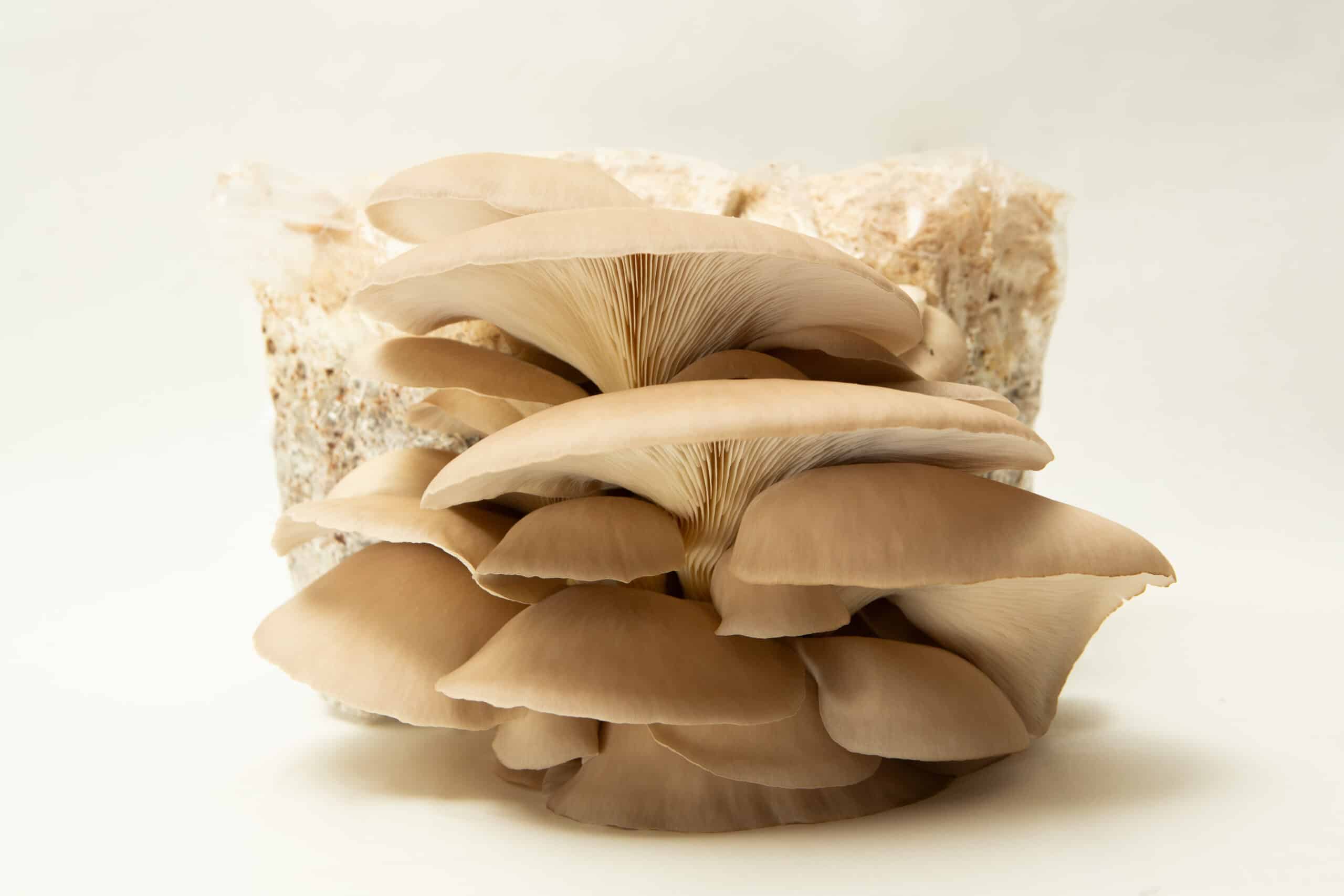 Princess of Pearl Oyster | Pleurotus ostreatus | Mushroom Fruiting Blocks - 3kg ( Wholesale for Farms) 1 Princess of Pearl Oyster (Pleurotus ostreatus) mushrooms fruiting from 3kg blocks, highlighting the quality of our wholesale mushroom fruiting blocks—ideal for farms seeking top-tier yields.