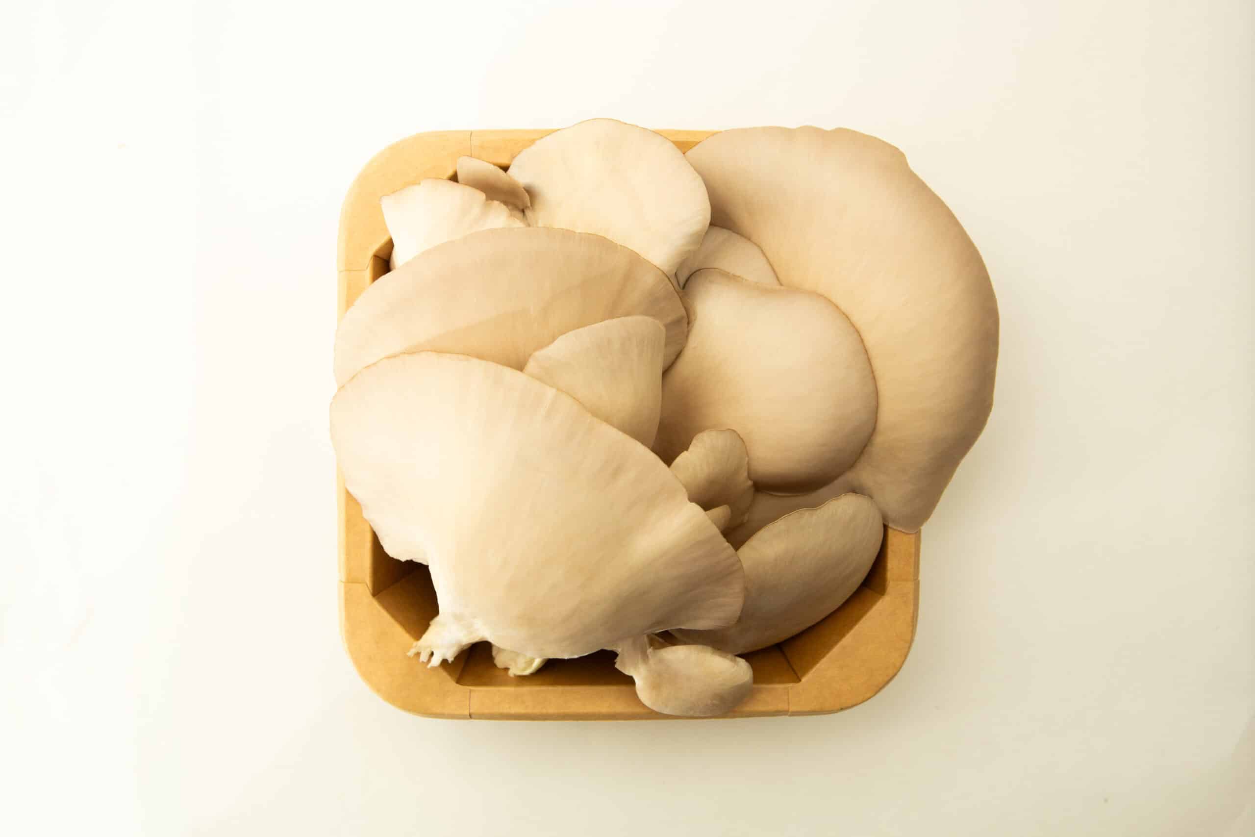 Princess of Pearl Oyster | Pleurotus ostreatus | Mushroom Fruiting Blocks - 3kg ( Wholesale for Farms) 5 A wooden tray with fresh Oyster Mushrooms (Pleurotus ostreatus), harvested from 3kg mushroom fruiting blocks (wholesale for farms), displayed on a plain white background.