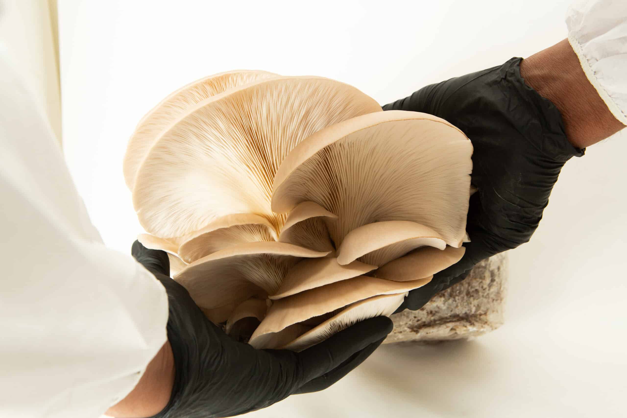 Princess of Pearl Oyster | Pleurotus ostreatus | Mushroom Fruiting Blocks - 3kg ( Wholesale for Farms) 4 Hands in black gloves hold a cluster of Princess of Pearl Oyster (Pleurotus ostreatus) mushrooms, freshly harvested from 3kg Mushroom Fruiting Blocks (Wholesale for Farms), against a white background.