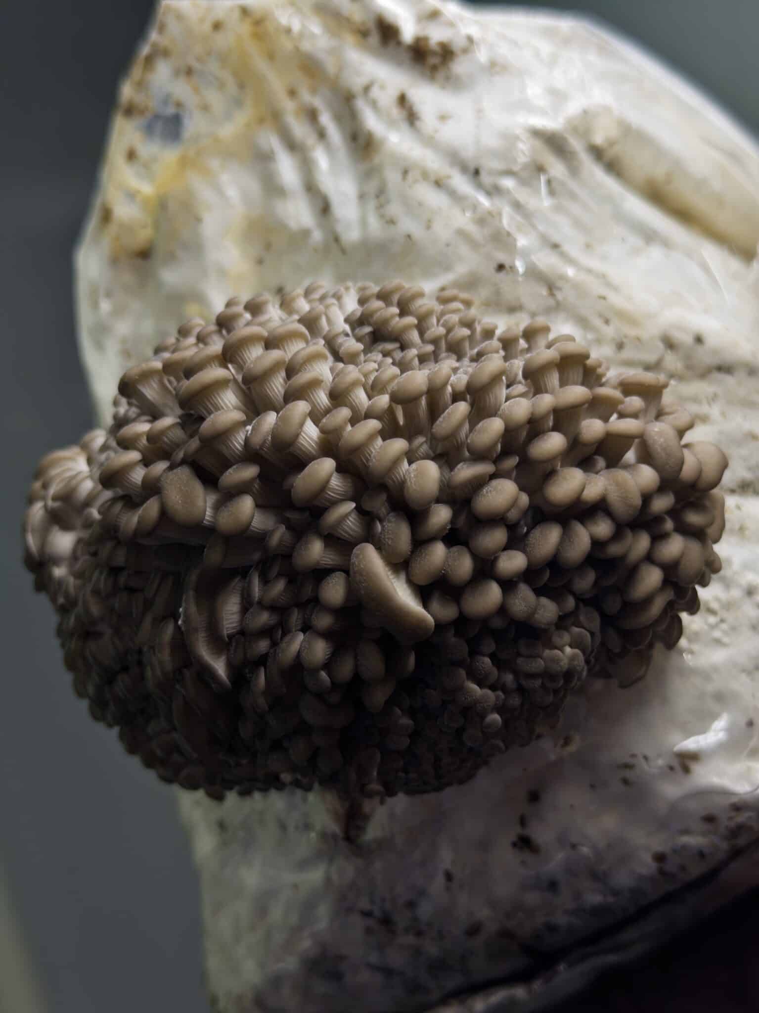 Pearl Oyster Mushroom Growing Kit | Inject & Grow 2 Princess of Pearl Oyster (Pleurotus ostreatus) Mushroom Fruiting Blocks, 3kg, deliver reliable and abundant harvests—ideal wholesale option for farms seeking quality oyster mushrooms.