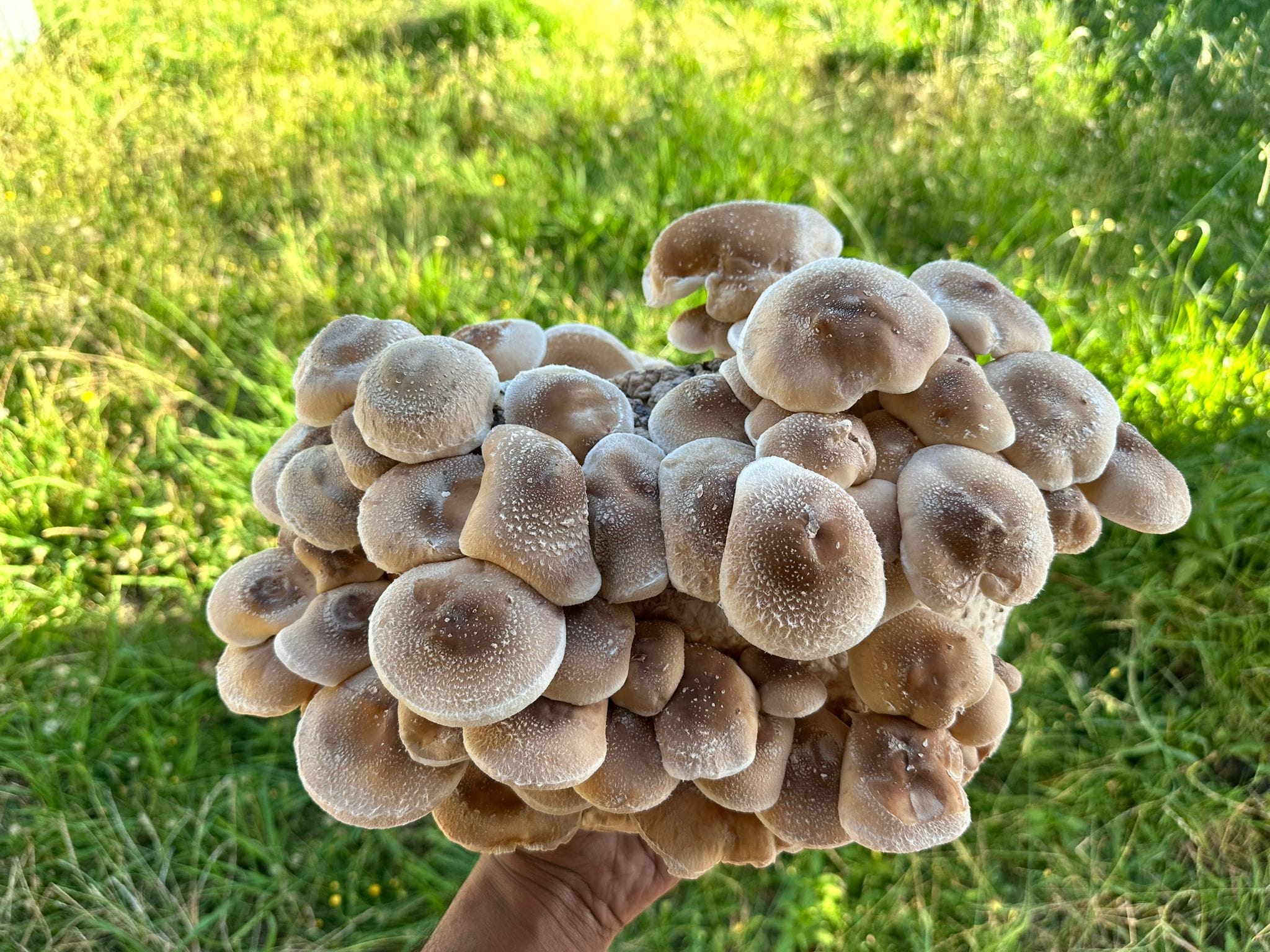 Shiitake Mushroom Spawn (3782) | Lentinula edodes 1 A hand holds a large cluster of light brown Lentinula edodes from the Shiitake – 3782 Mushroom Grow Kit (Spray and Grow, 3kg) outdoors, with grass in the background.