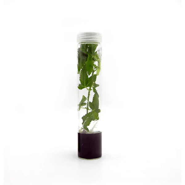 A Plant Cell | Athena | Shoots™ Tissue Culture Media (box of 10) with a small green plant inside a clear plastic tube capped in white, shown on a white background.