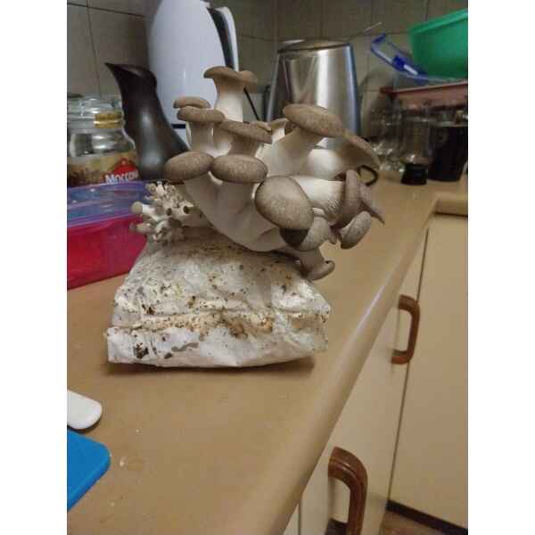 Black King Oyster Mushroom Grow Kit showing fresh mushrooms sprouting on a kitchen worktop with utensils in the background.