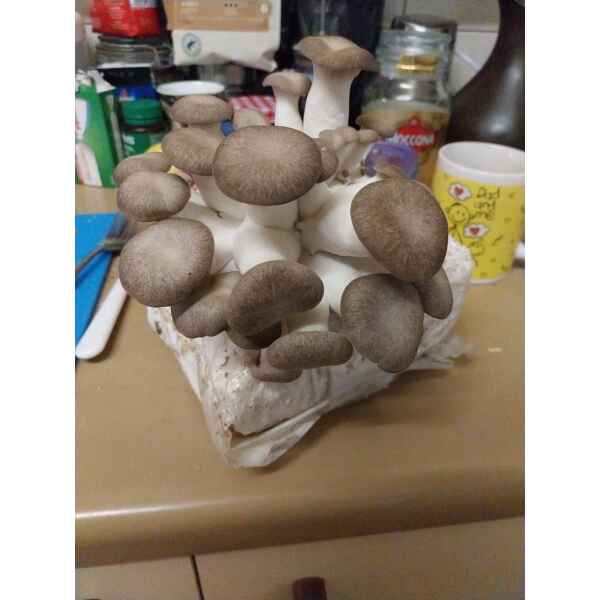 A cluster of oyster mushrooms flourishing from a white block on a kitchen worktop, just like those produced with the Black King Oyster Mushroom Grow Kit.