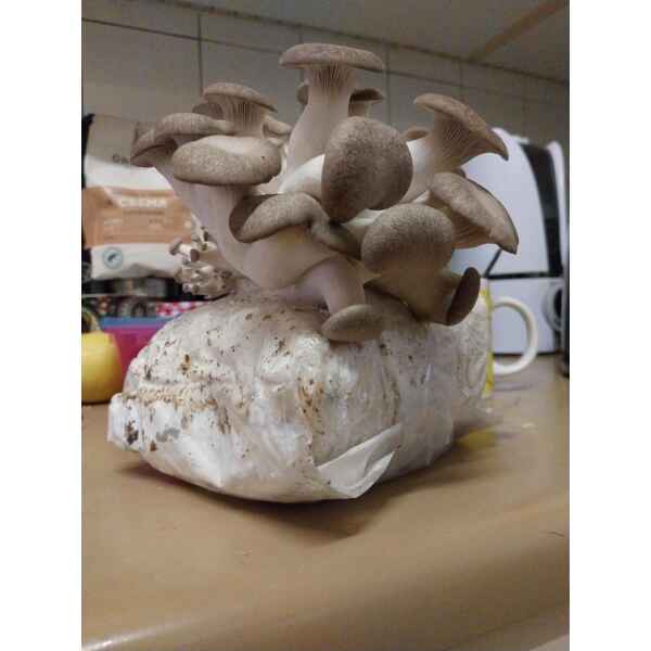 A cluster of oyster mushrooms thrives on a kitchen worktop, growing from a Black King Oyster Mushroom Grow Kit in a plastic bag filled with substrate.