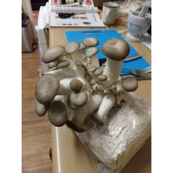 Using the Black King Oyster Mushroom Grow Kit, a cluster of oyster mushrooms grows from the substrate bag on a kitchen worktop.