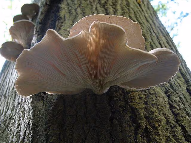 World of Oyster 2 Mushrooms growing on tree bark.
