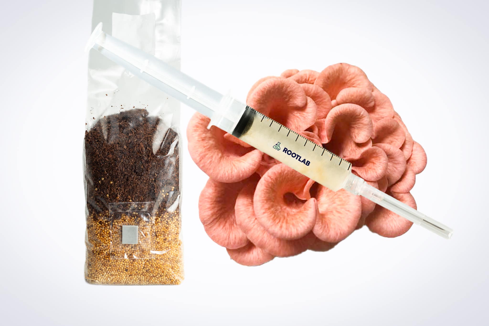 Pink Oyster Mushroom Growing Kit | Inject & Grow 1 A syringe, a bag of grain and coffee grounds, and pink mushroom clusters on a white background.