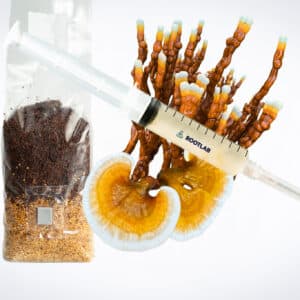 A syringe and a bag of substrate next to reishi mushrooms with white edges and orange caps.