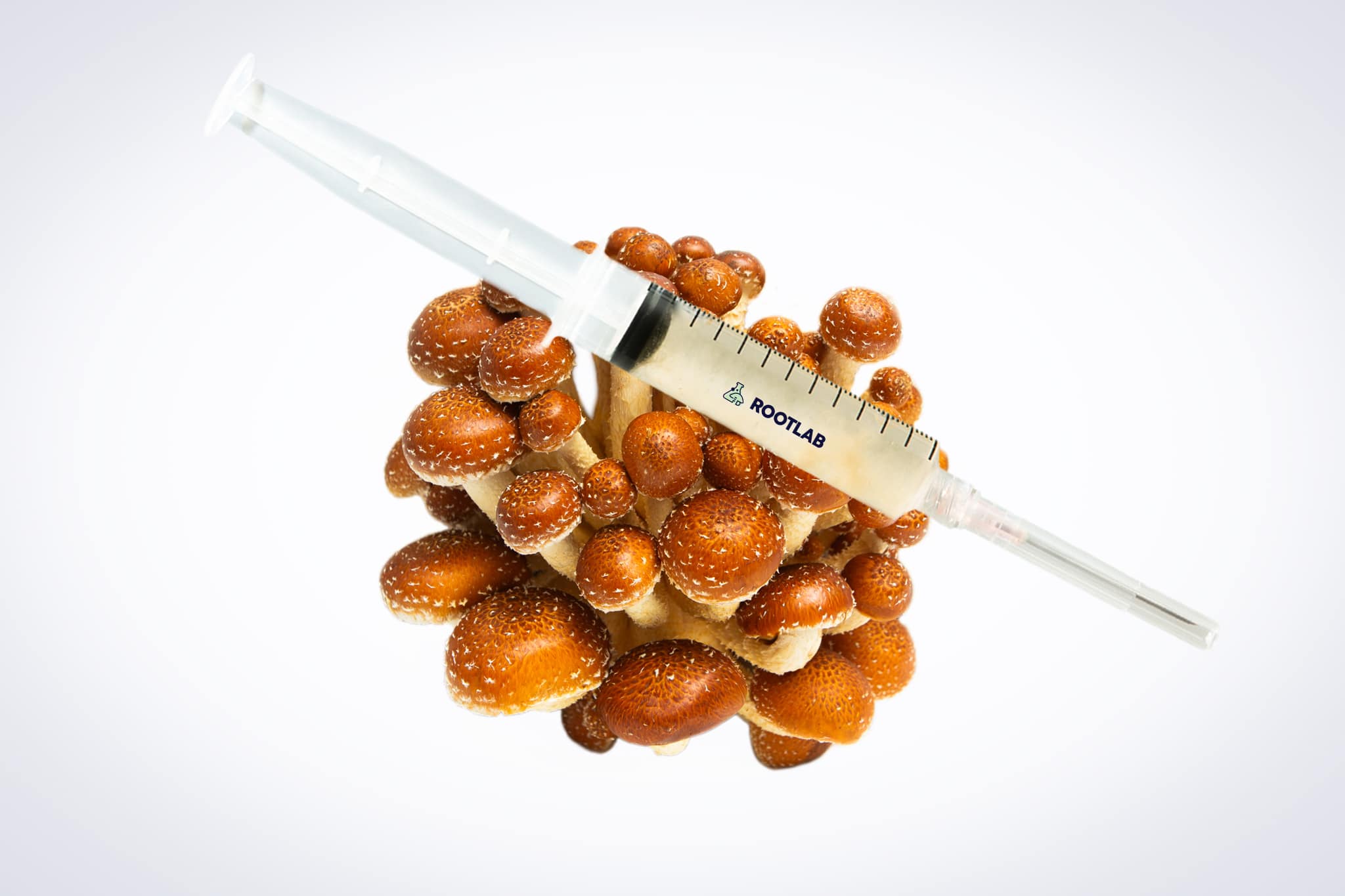 Mushroom Liquid Culture | Chestnut | Pholiota adiposa 1 A syringe filled with liquid rests on a cluster of brown mushrooms against a white background.