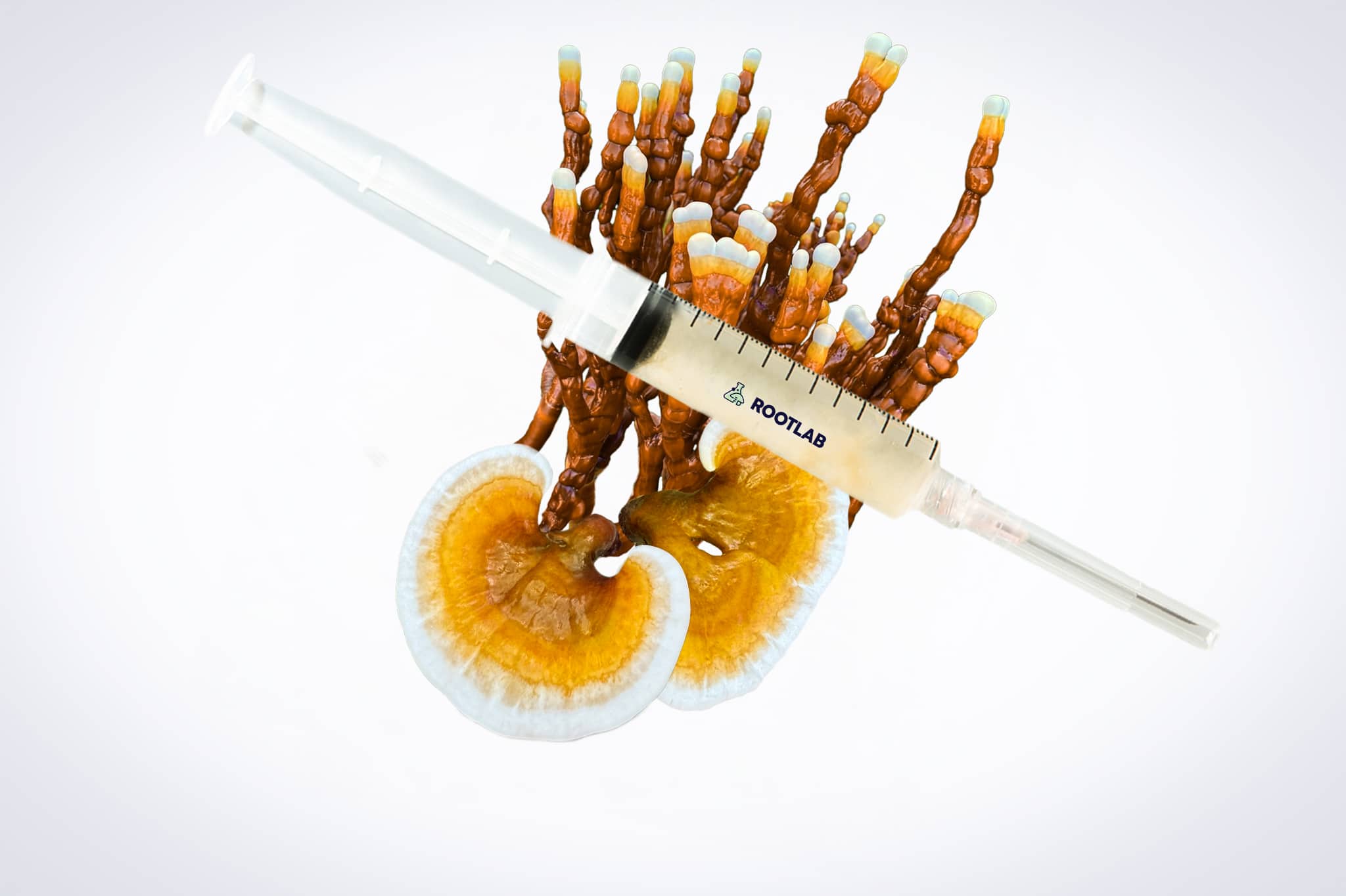 Mushroom Liquid Culture | Native Australian Reishi | Ganoderma steyaertanum 1 A syringe placed over a reishi mushroom with orange and white caps on a white background.