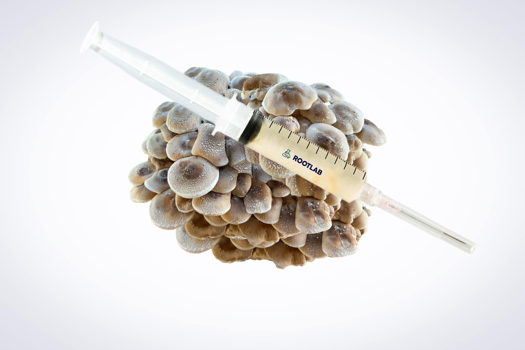 Mushroom Liquid Culture | Shiitake – 3782 | Lentinula edodes 1 A syringe filled with liquid is placed on top of a cluster of mushrooms against a white background.