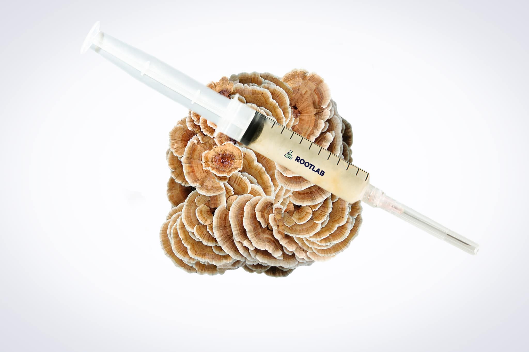 Mushroom Liquid Culture | Native Turkey Tail | Trametes versicolor polyporales 1 A syringe filled with liquid rests on top of a cluster of brown and white mushrooms.